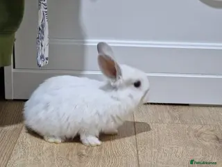 Mini Lop rabbits Adorable Rabbit Kits Looking for a Loving Home 🐰 - Advert 20