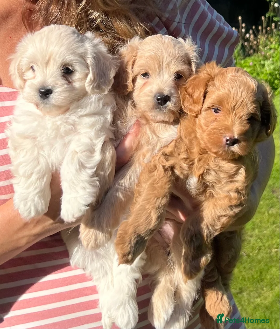 Maltipoo dogs for stud: Maltipoo Stud in Trowbridge - Advert 9