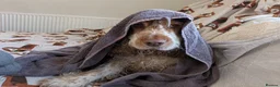 Cocker Spaniel dogs for sale: Barney- Rescue and Rehome - Advert 2