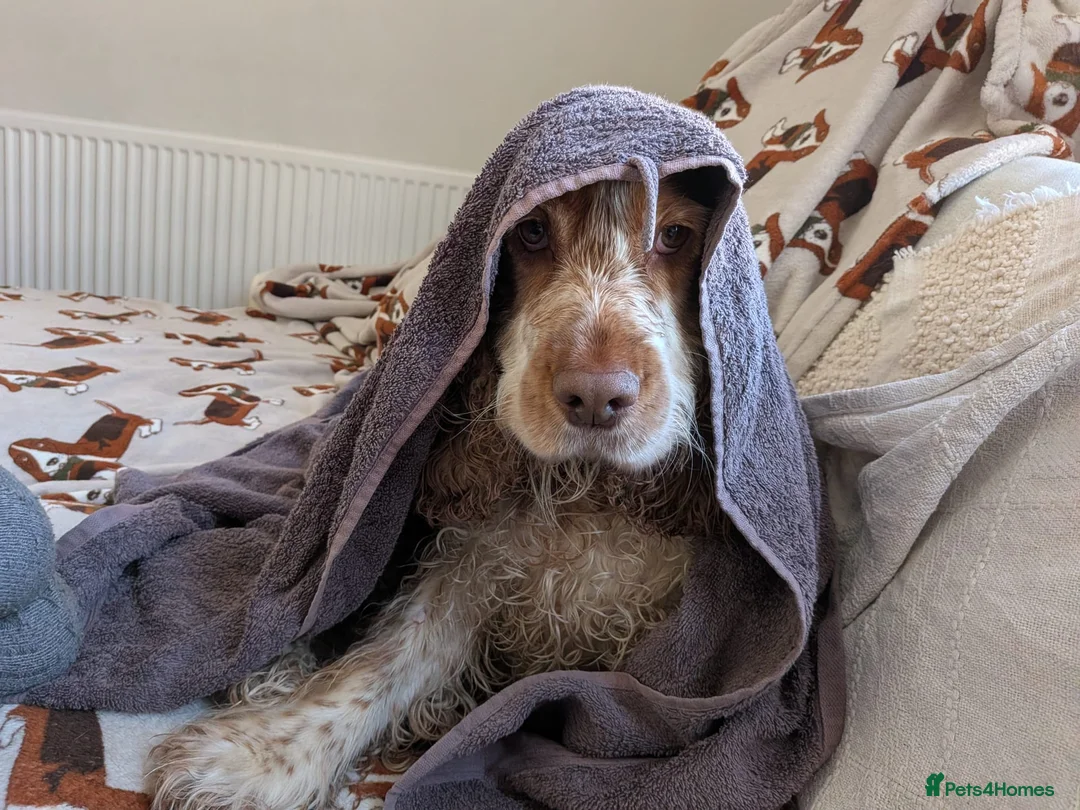 Cocker Spaniel dogs for sale: Barney- Rescue and Rehome - Advert 2