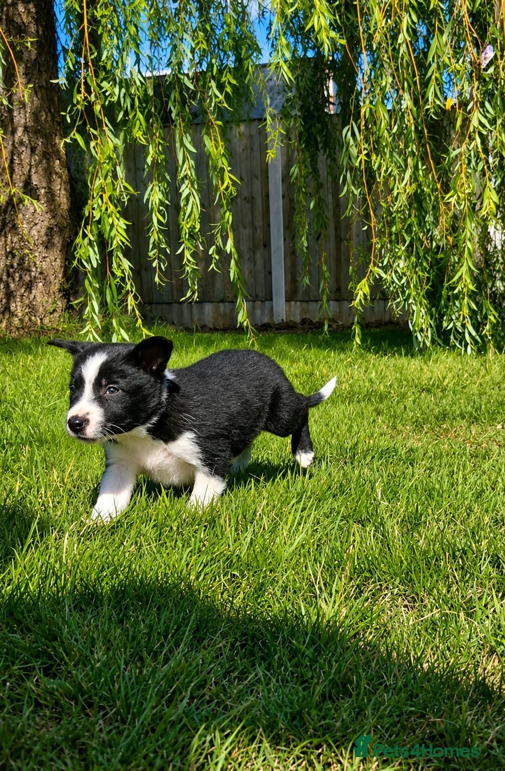 Border Collie dogs ISDS Tri and Black & White Border Collies - Advert 10