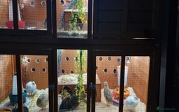 Quail poultry for sale: Coturnix quail three week old (not sexed)  - Image 26