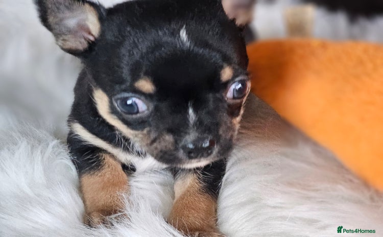 Chihuahua dogs 1 baby boy chiuaua  - Advert 7