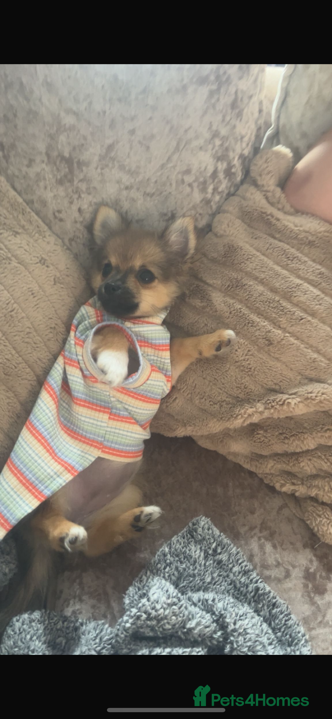 Pomchi dogs for sale: Beautiful tiny puppy  - Image 2