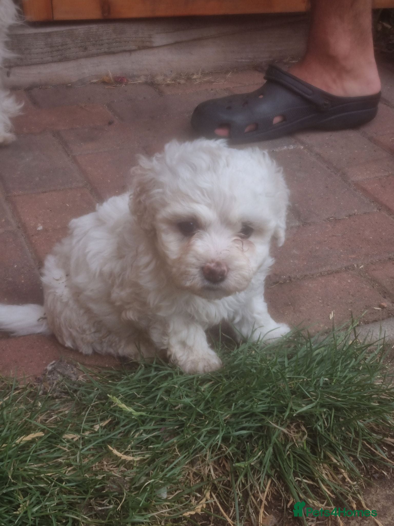 Mixed Breed dogs Bichone Frise 3 boys one girl  - Advert 1