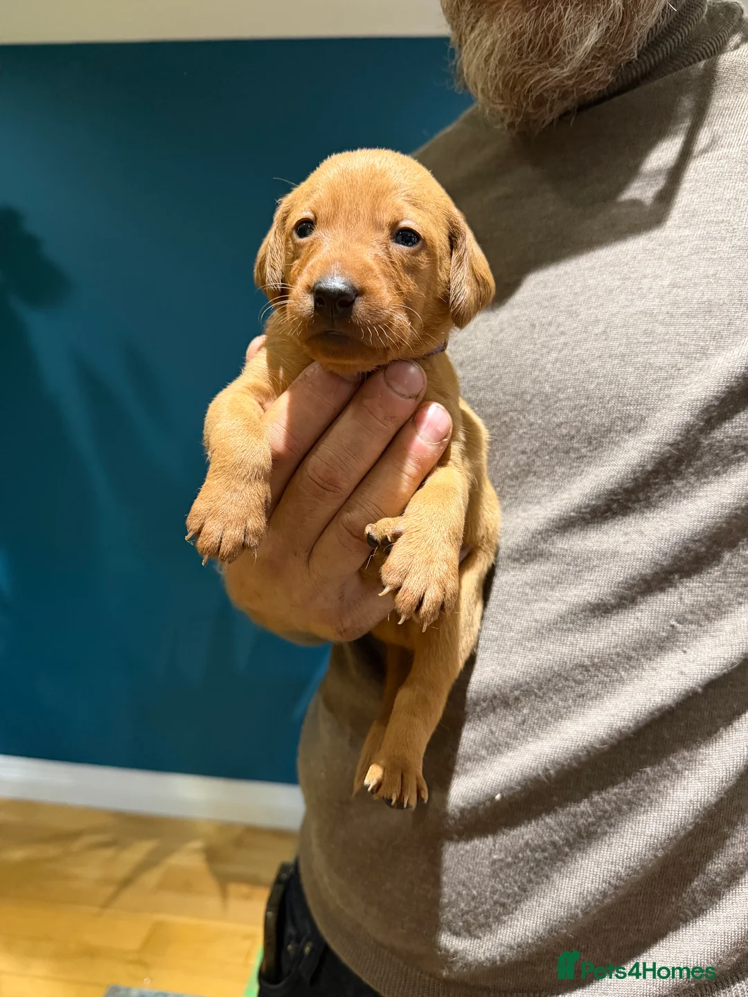 Mixed Breed dogs for sale: Vizslador Puppies (Hungarian Vizsla x Fox Red Lab) - Advert 8
