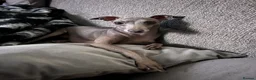 Italian Greyhound dogs for sale: Italian greyhound  in Coatbridge - Advert 1