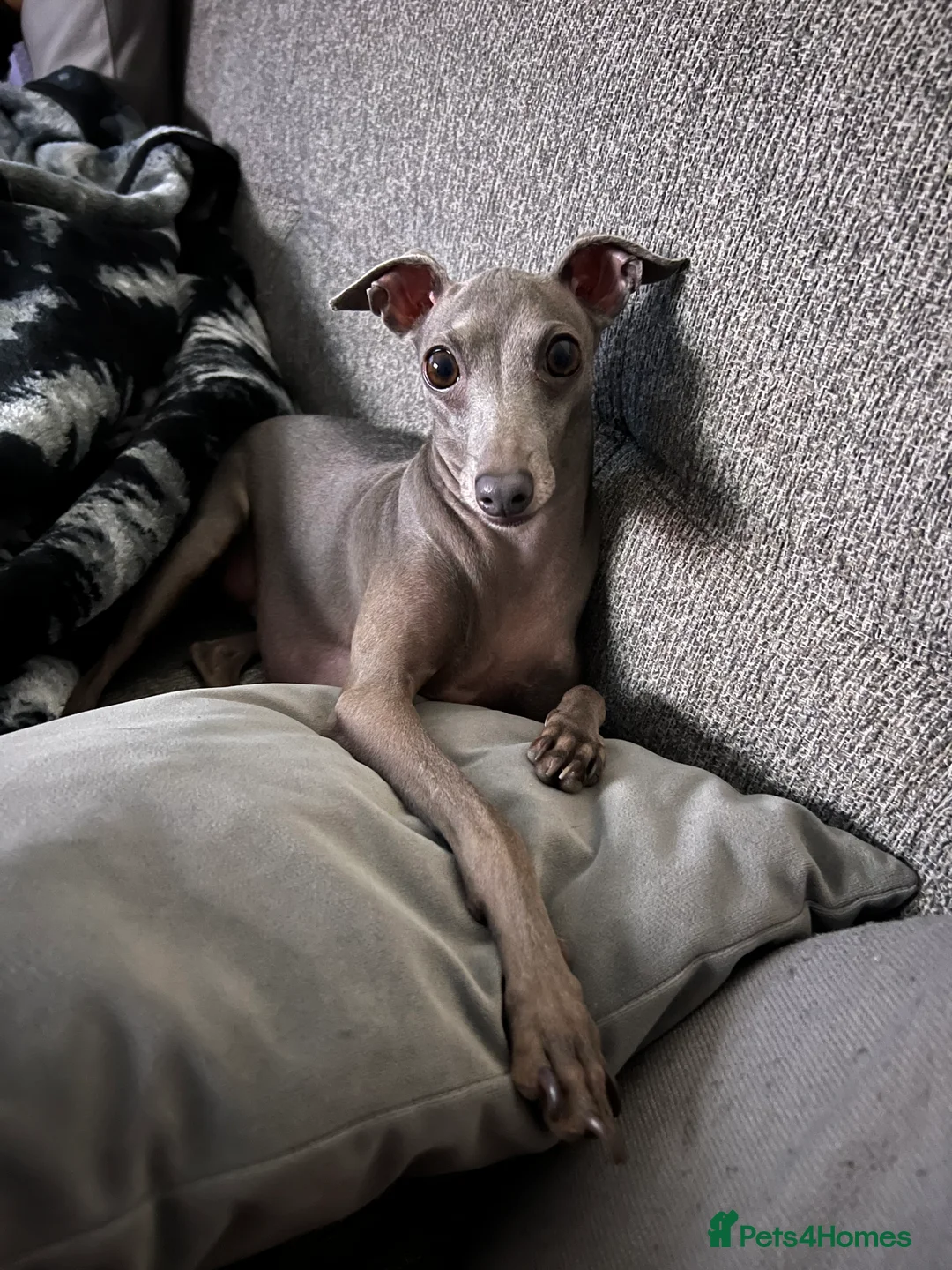 Italian Greyhound dogs for sale: Italian greyhound  in Coatbridge - Advert 1