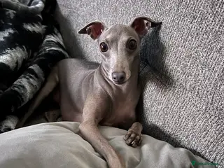 Italian Greyhound dogs Italian greyhound in Coatbridge - Advert 3