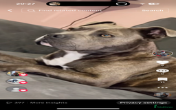 Staffordshire Bull Terrier dogs for sale: Beautiful BlueBrindle & white Staffi - Image 4