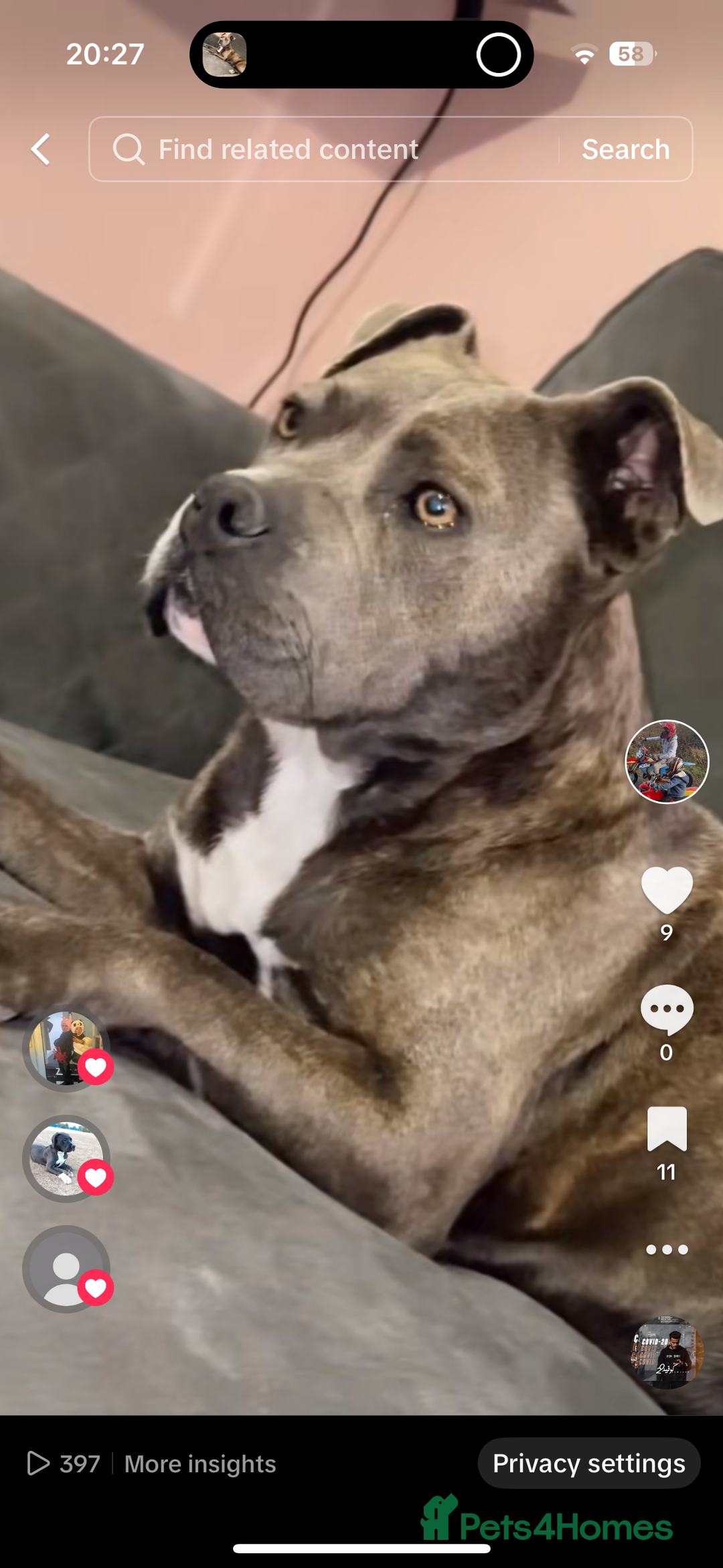 Staffordshire Bull Terrier dogs for sale: Beautiful BlueBrindle & white Staffi - Image 4