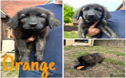 Golden Retriever dogs for sale: Golden Shepherd Puppies ready now!  - Image 2