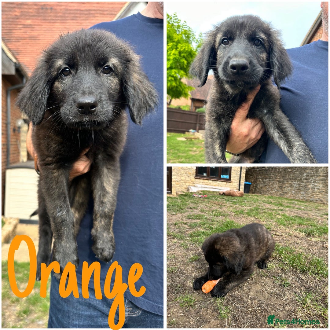Golden Retriever dogs for sale: Golden Shepherd Puppies ready now!  - Image 2