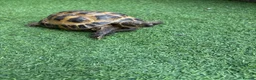 Tortoise reptiles for sale: Male horsfield 35 in Spalding - Advert 2
