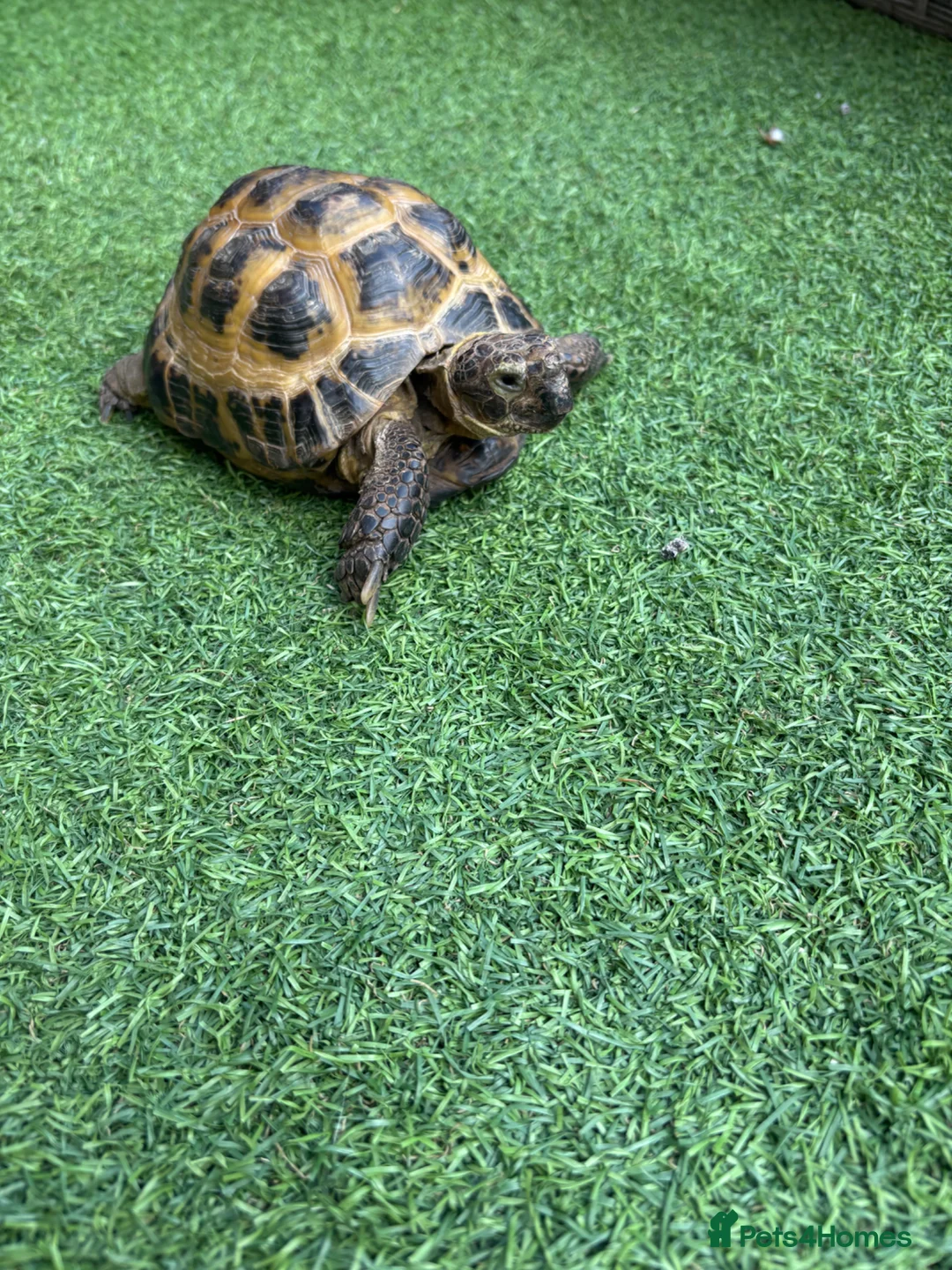 Tortoise reptiles for sale: Male horsfield 35 in Spalding - Advert 2