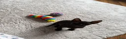 Cornish Rex cats for sale: Beautiful Cornish Rex’s ready for their new homes - Advert 25