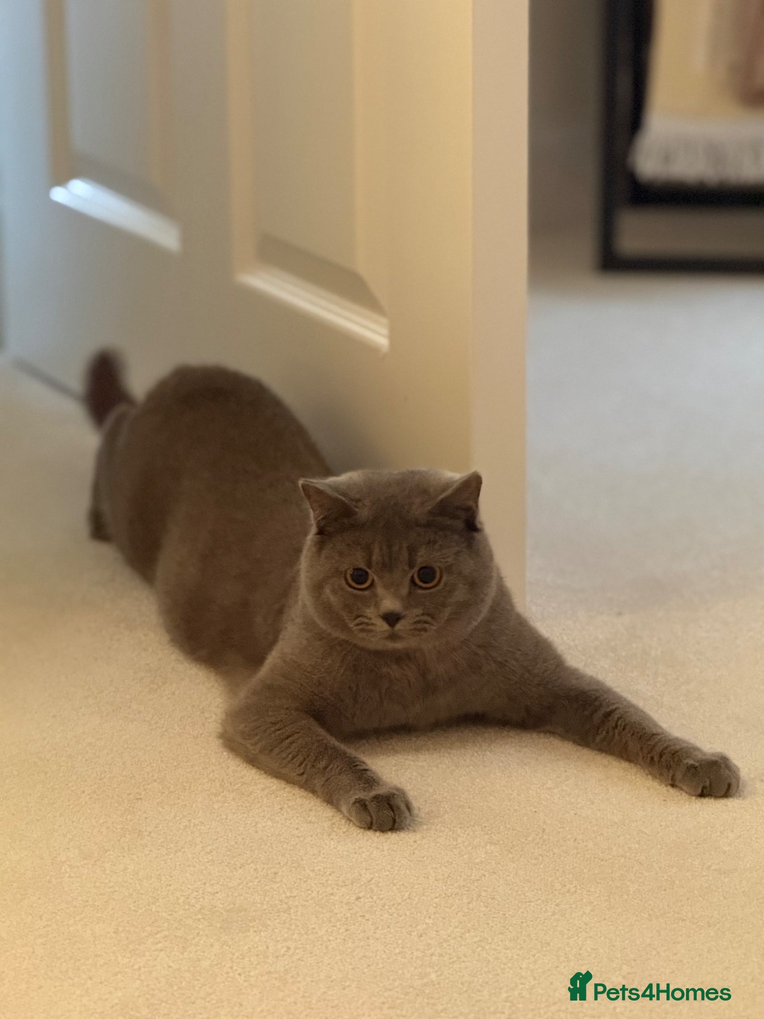 British Shorthair cats Male British Shorthair for sale  - Advert 1