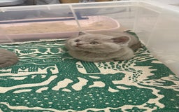 British Shorthair cats for sale: Price reduced Reg gccf Liliac BSH two female  - Image 22