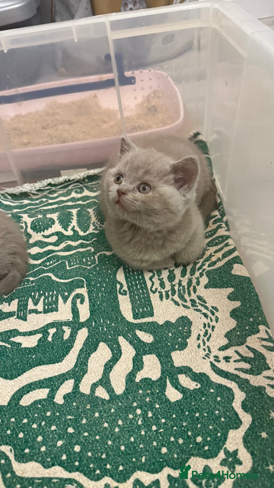 British Shorthair cats for sale: Price reduced Reg gccf Liliac BSH two female  - Image 22