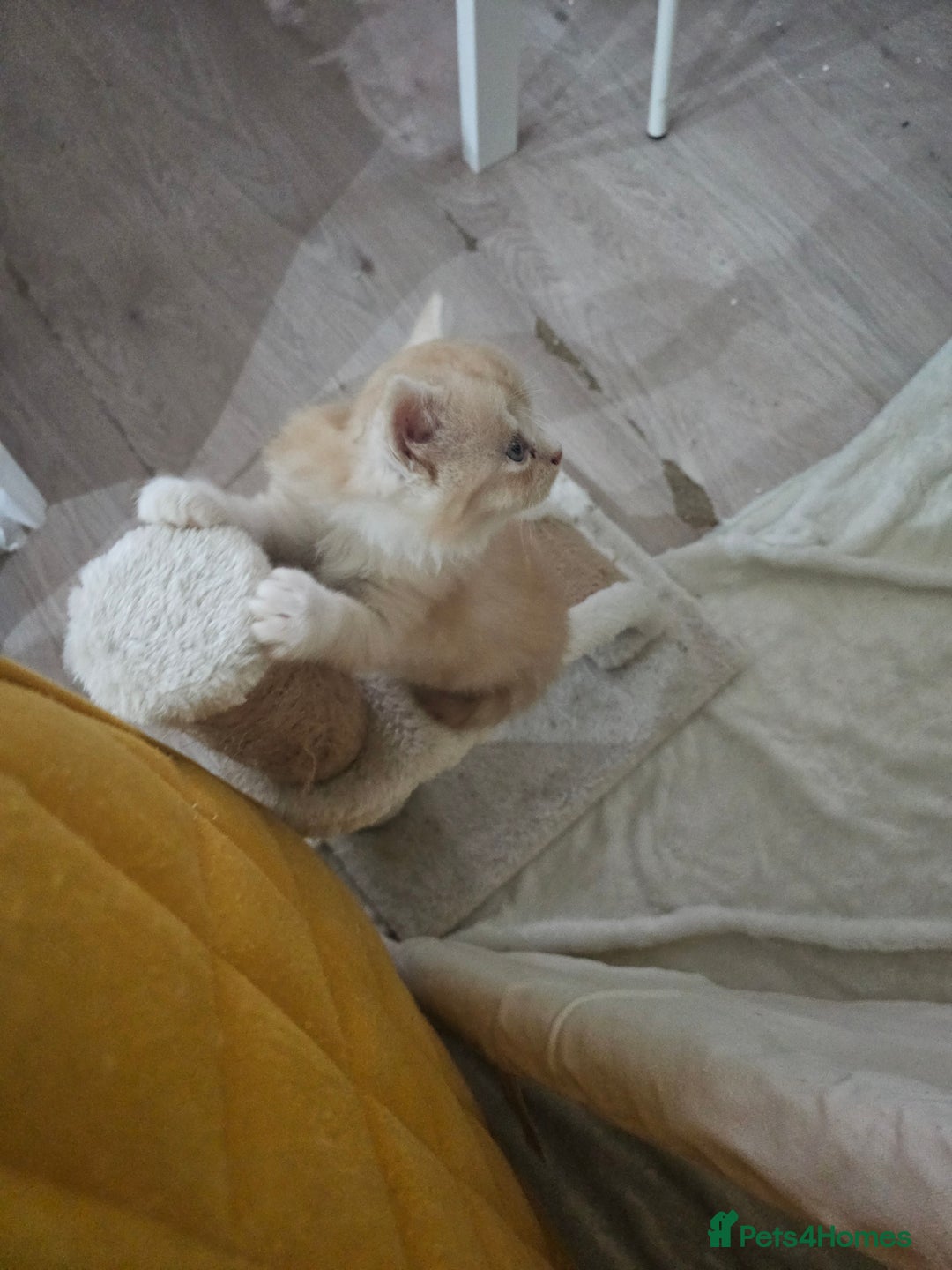 Persian cats for sale: Adorable Persian kittens - Advert 11