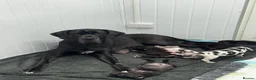 Great Dane dogs for sale: Chunky Great Dane puppies  - Advert 3
