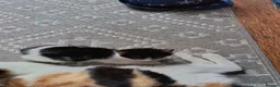 Mixed Breed cats for sale: Black and white kitten in Folkestone - Advert 1
