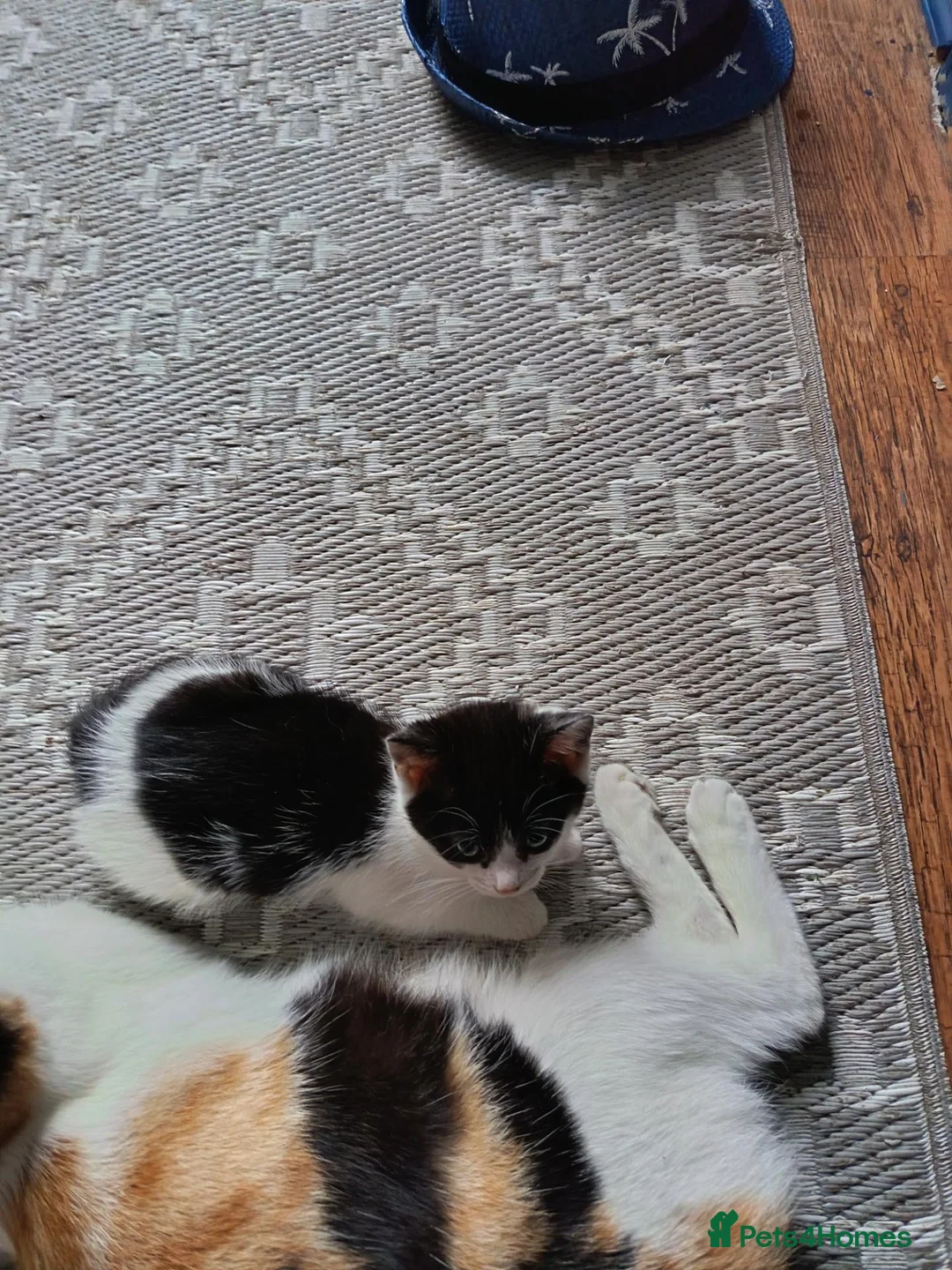 Mixed Breed cats for sale: Black and white kitten in Folkestone - Advert 1