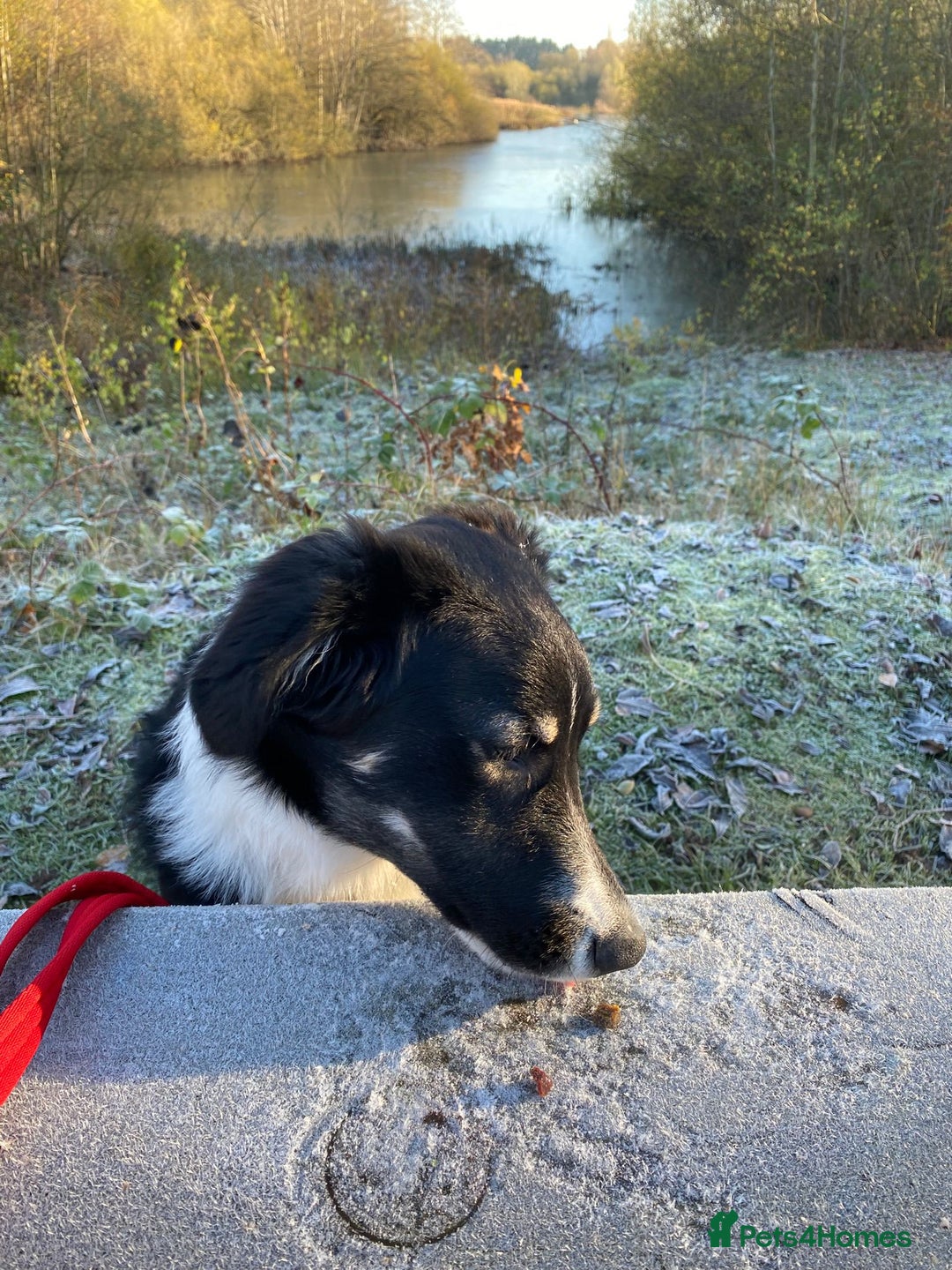 Mixed Breed dogs for adoption: 🐾 Meet WOODY 🐾  He's ready for a Loving Family - Advert 5