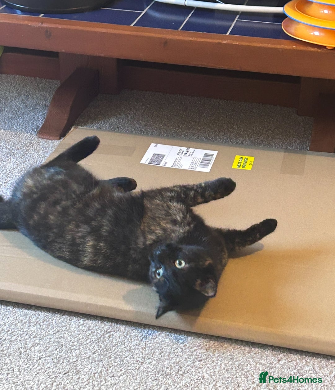 Mixed Breed cats for sale: Cute April Fools Kitty for Sale  - Advert 5