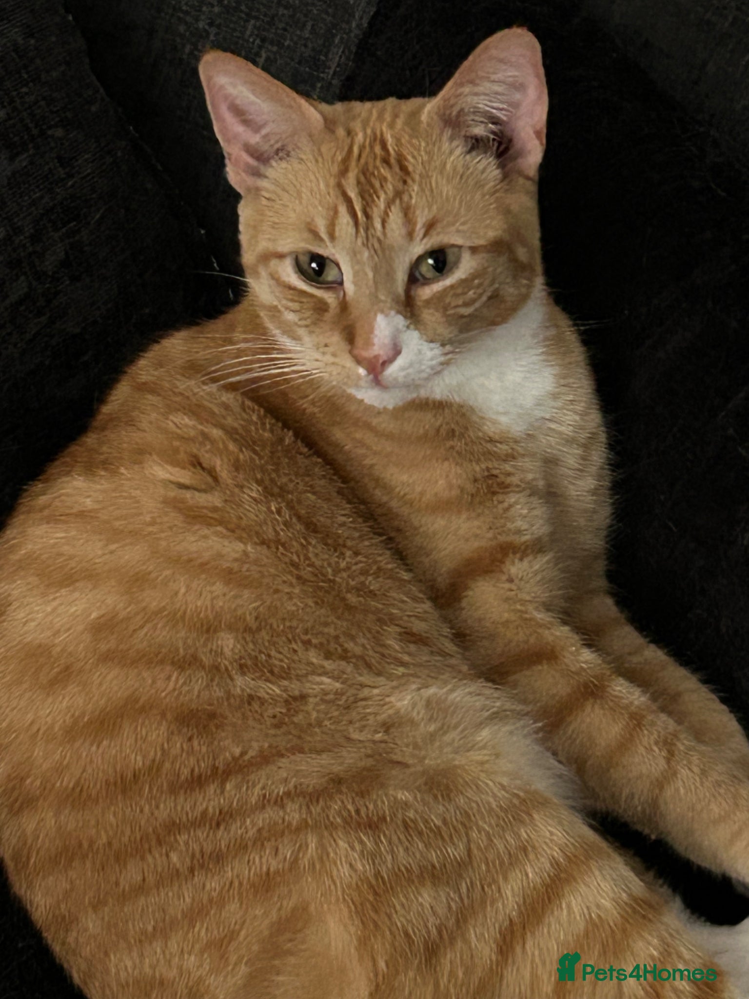 American Shorthair cats for sale: Tiggy in Salford - Advert 2