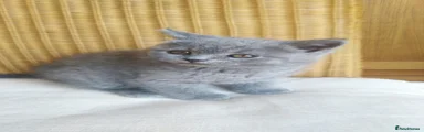 British Shorthair 2