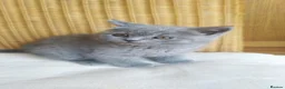 British Shorthair cats for sale: Blue British shorthairs kittens with GCCFpedigree - Advert 5