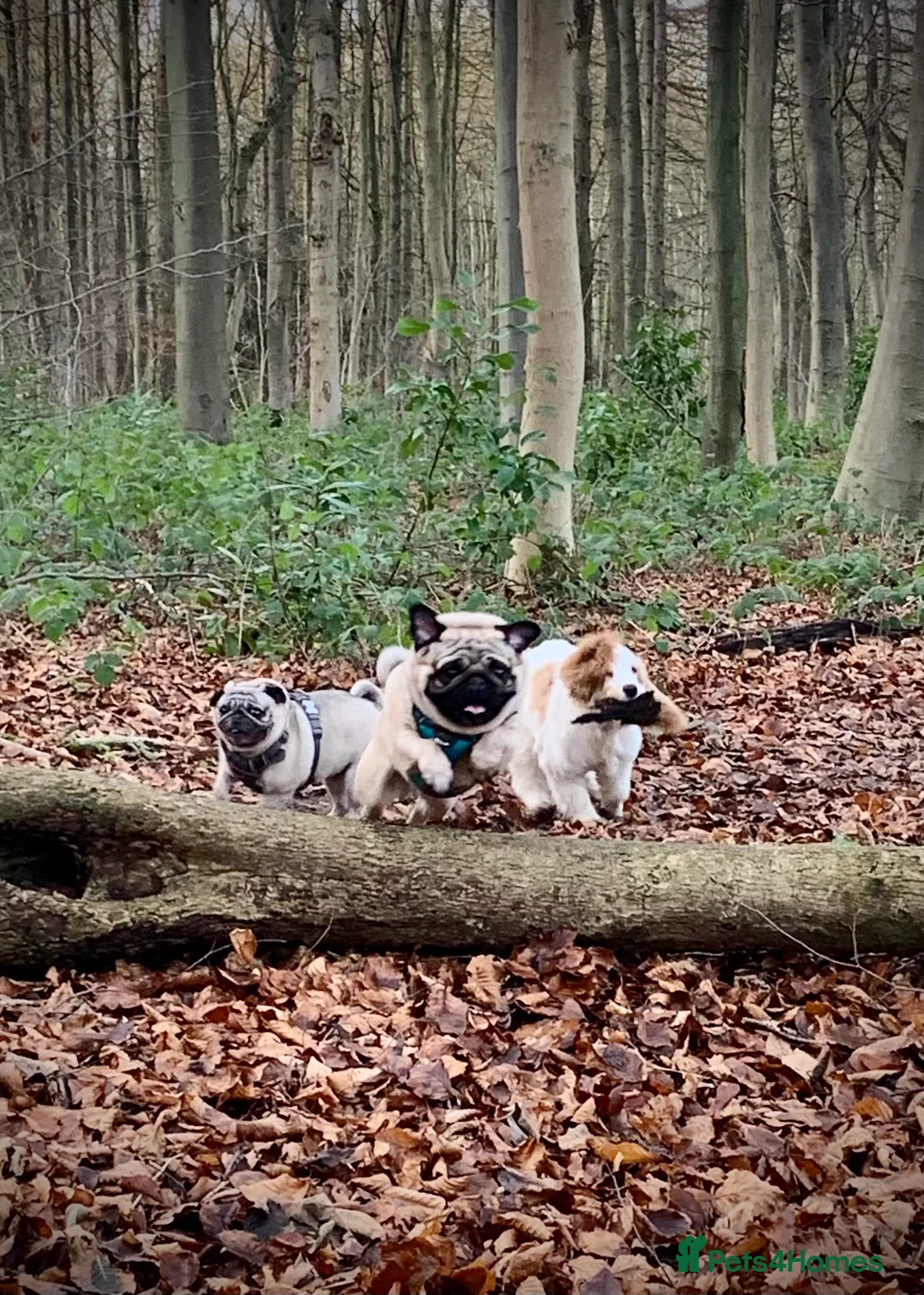 Pug dogs for stud: Fawn Pug, Stud Service Only. KC Reg, Health Tested in Doncaster - Advert 6