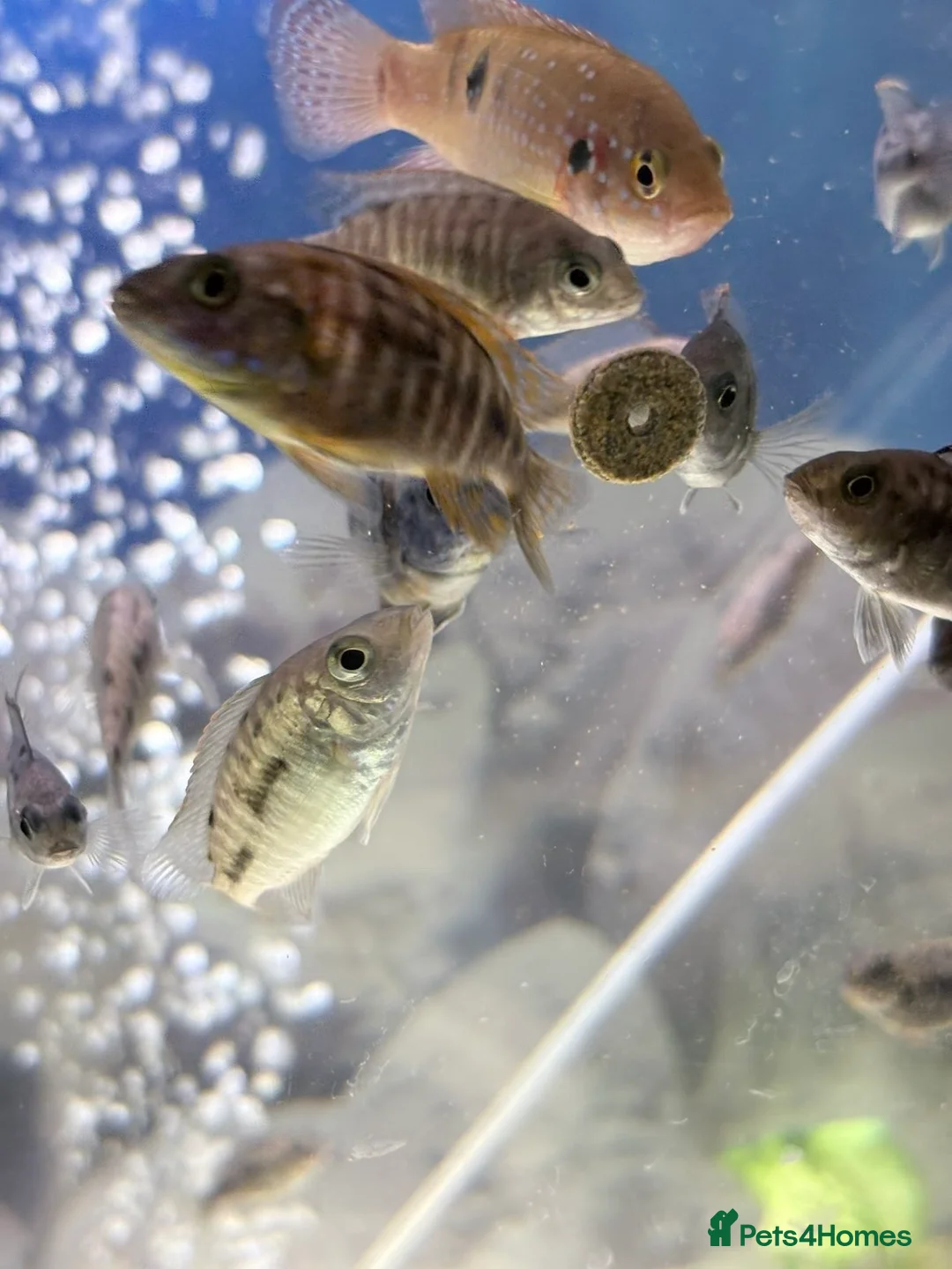 Cichlids fish for sale: Red sided and sulfur head cichlids  - Advert 8