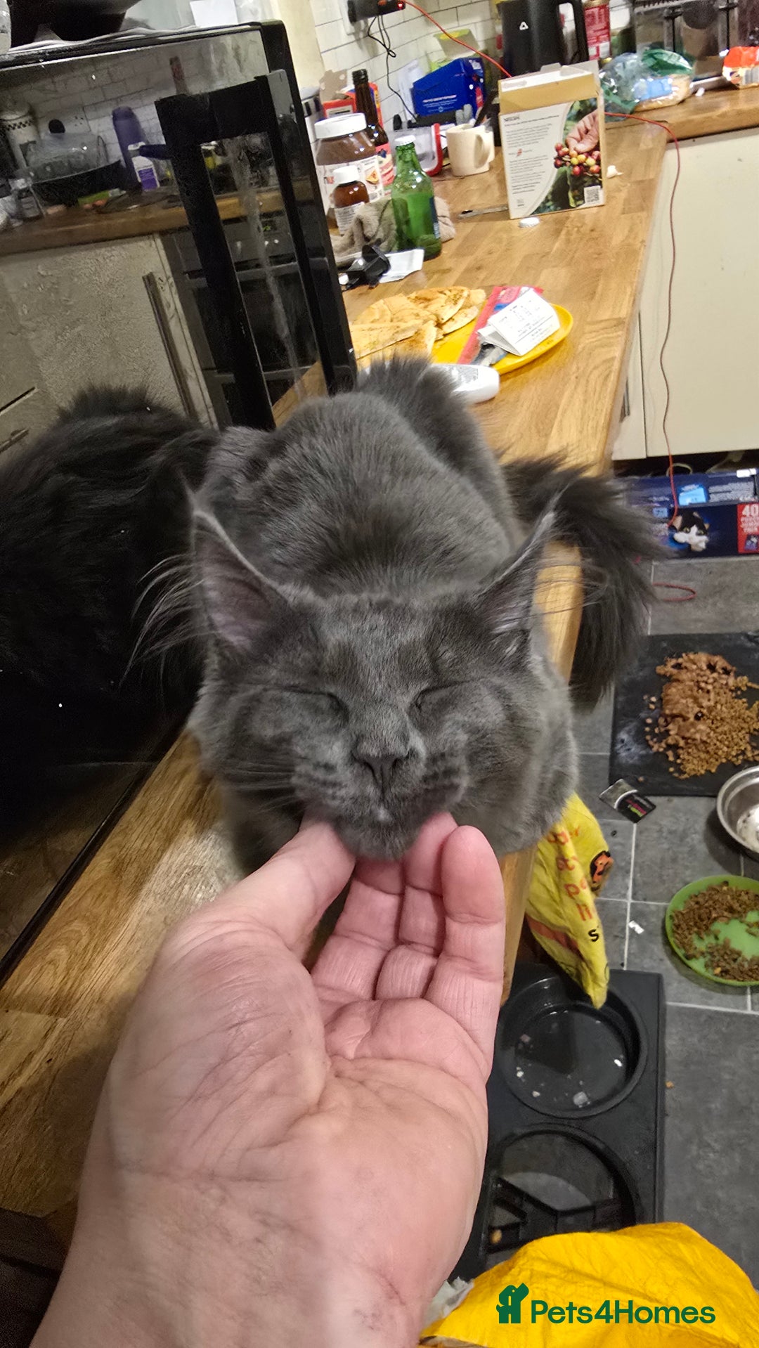 Maine Coon cats for sale: 5 beautiful maine coon ready to go - Advert 32