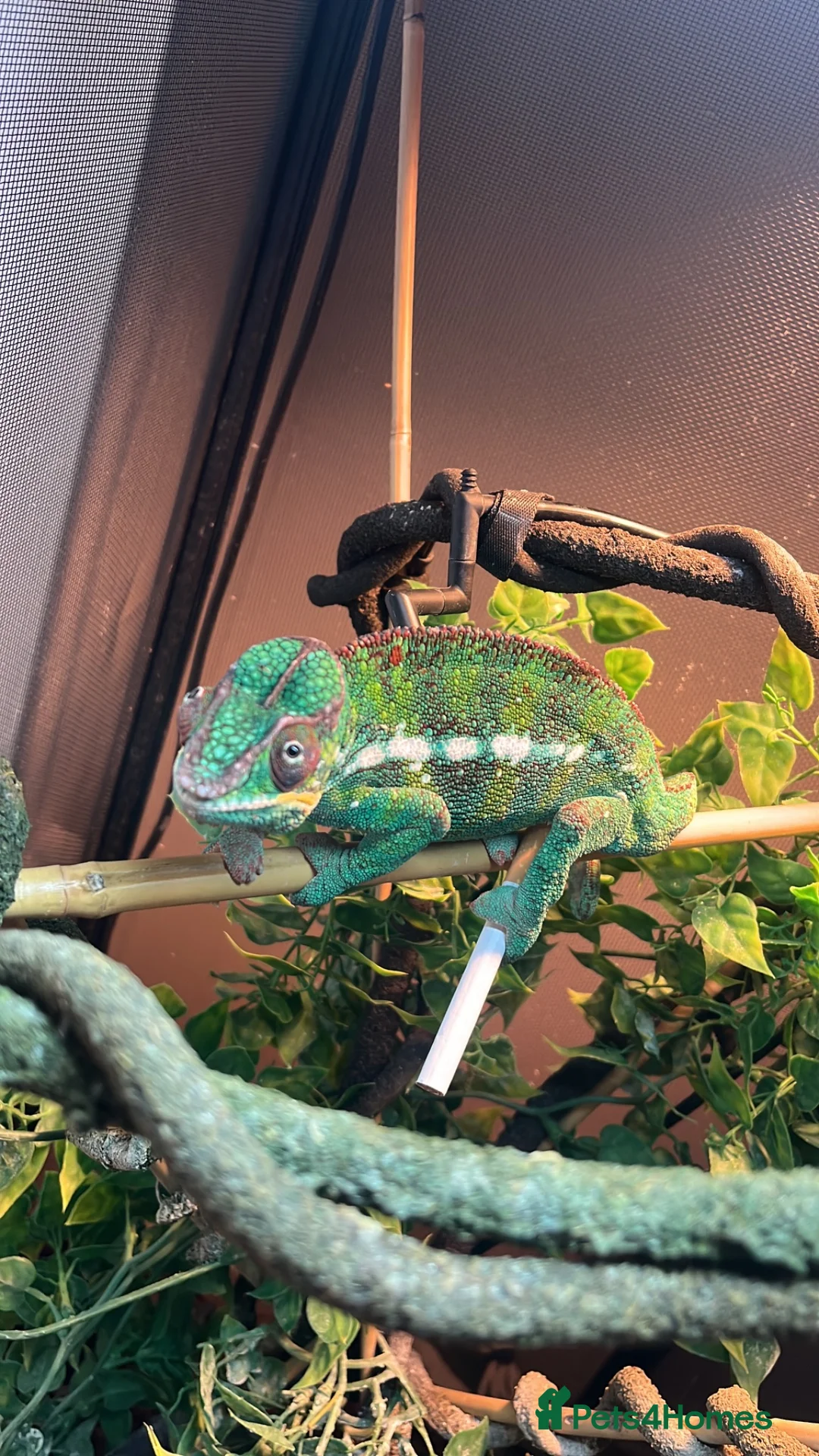 Chameleon reptiles for sale: Panther chameleon  in Malton - Advert 2