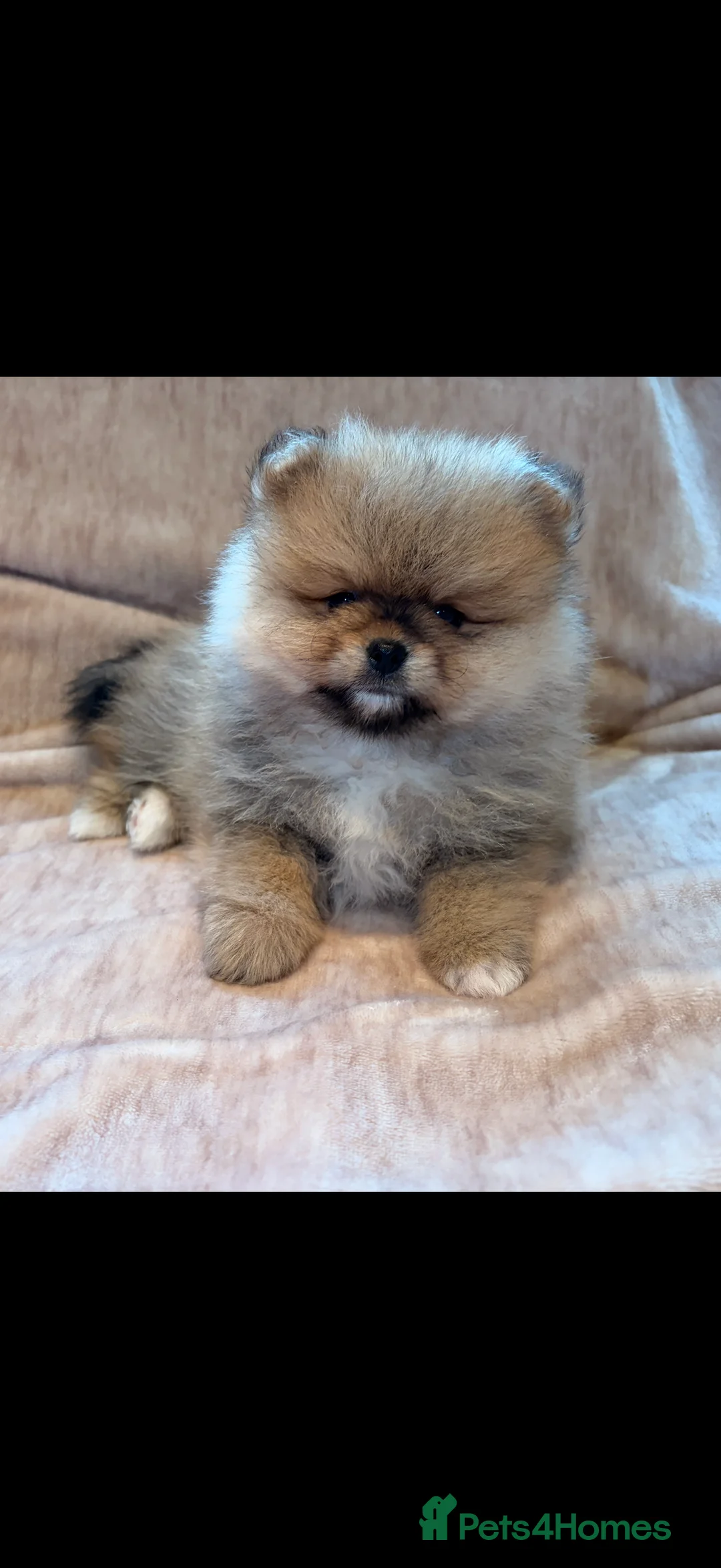 Pomeranian dogs for sale: Beautiful Pomeranian babies - Advert 1
