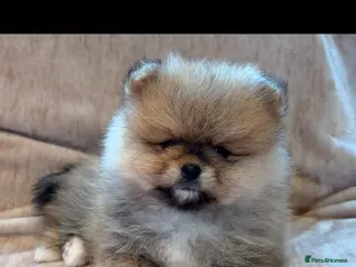 Pomeranian dogs Beautiful Pomeranian babies - Advert 17