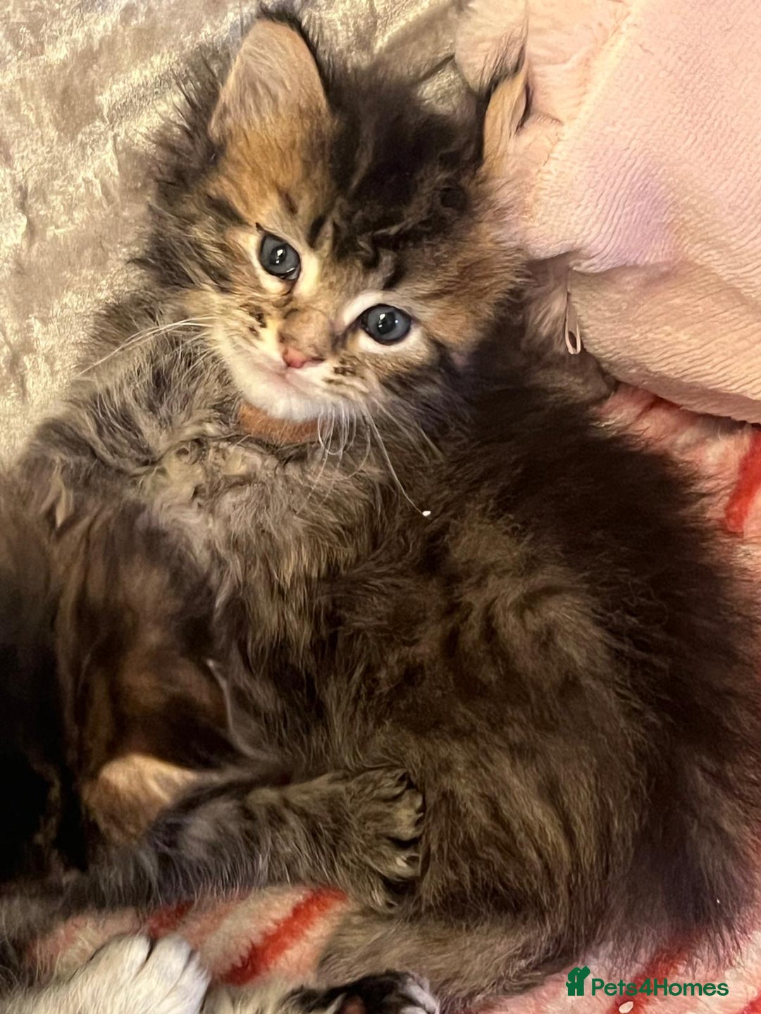 Maine Coon cats for sale: Full breed Mainecoon kittens ready 17th February  - Advert 9