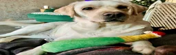 Labrador Retriever dogs for sale: Labrador Retriever Female 2years old - Advert 3