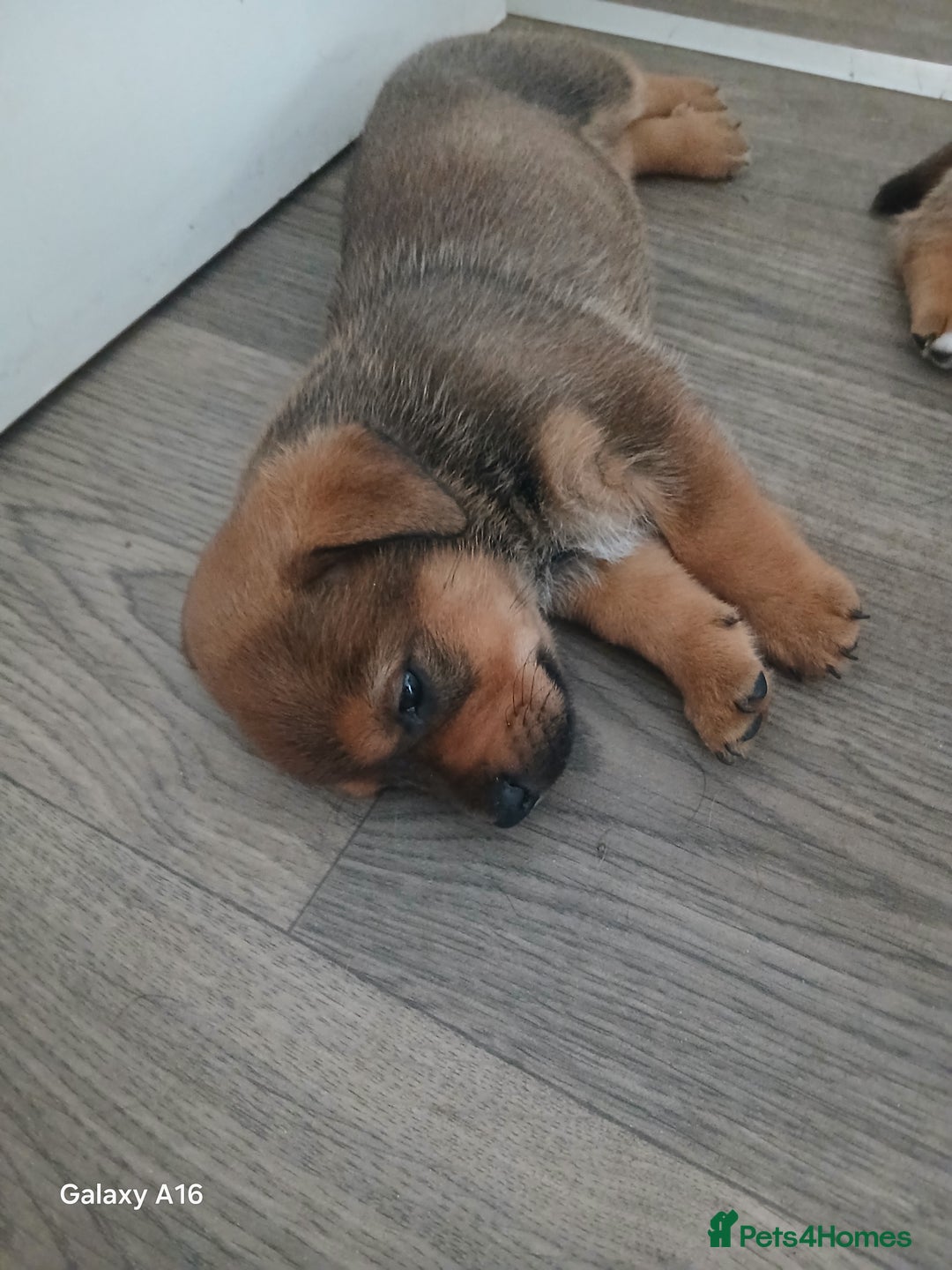 Mixed Breed dogs for sale: F1 Rottweiler x jack Russel  - Image 34