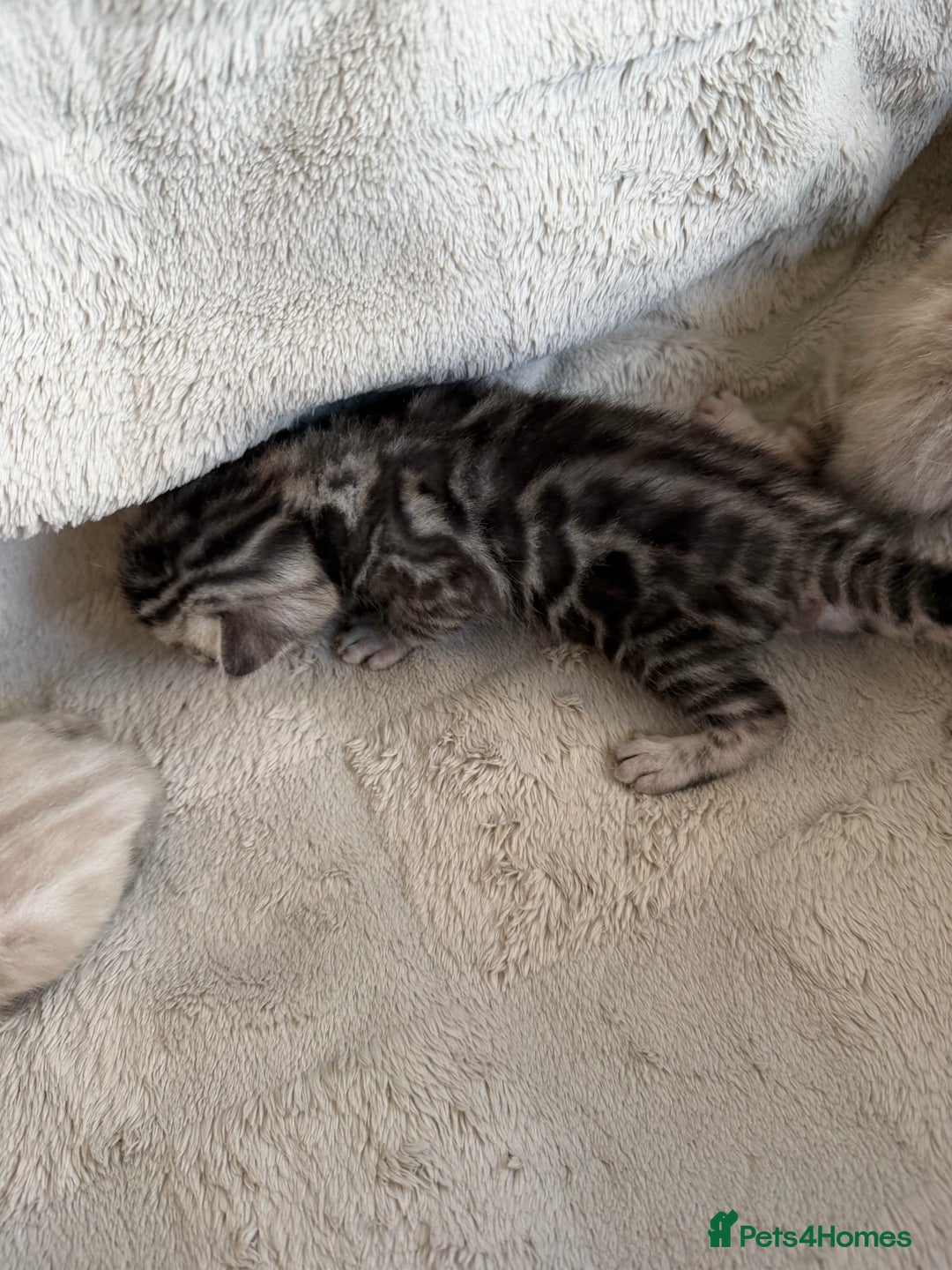 Bengal cats for sale: Milo & Mayas Pure Bengal Babies  - Advert 9