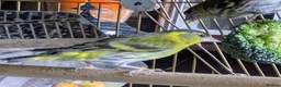 Finches birds for sale: Siskins ( pair) in Cowbridge - Advert 2