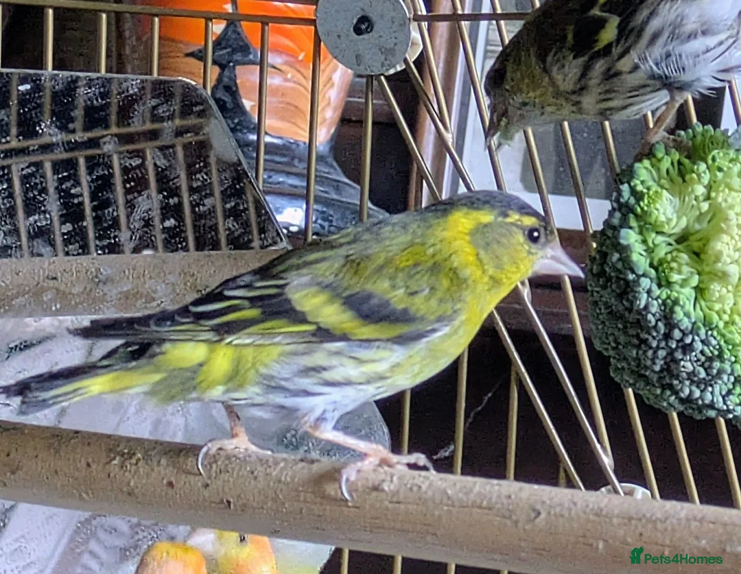 Finches birds for sale: Siskins ( pair) in Cowbridge - Advert 2