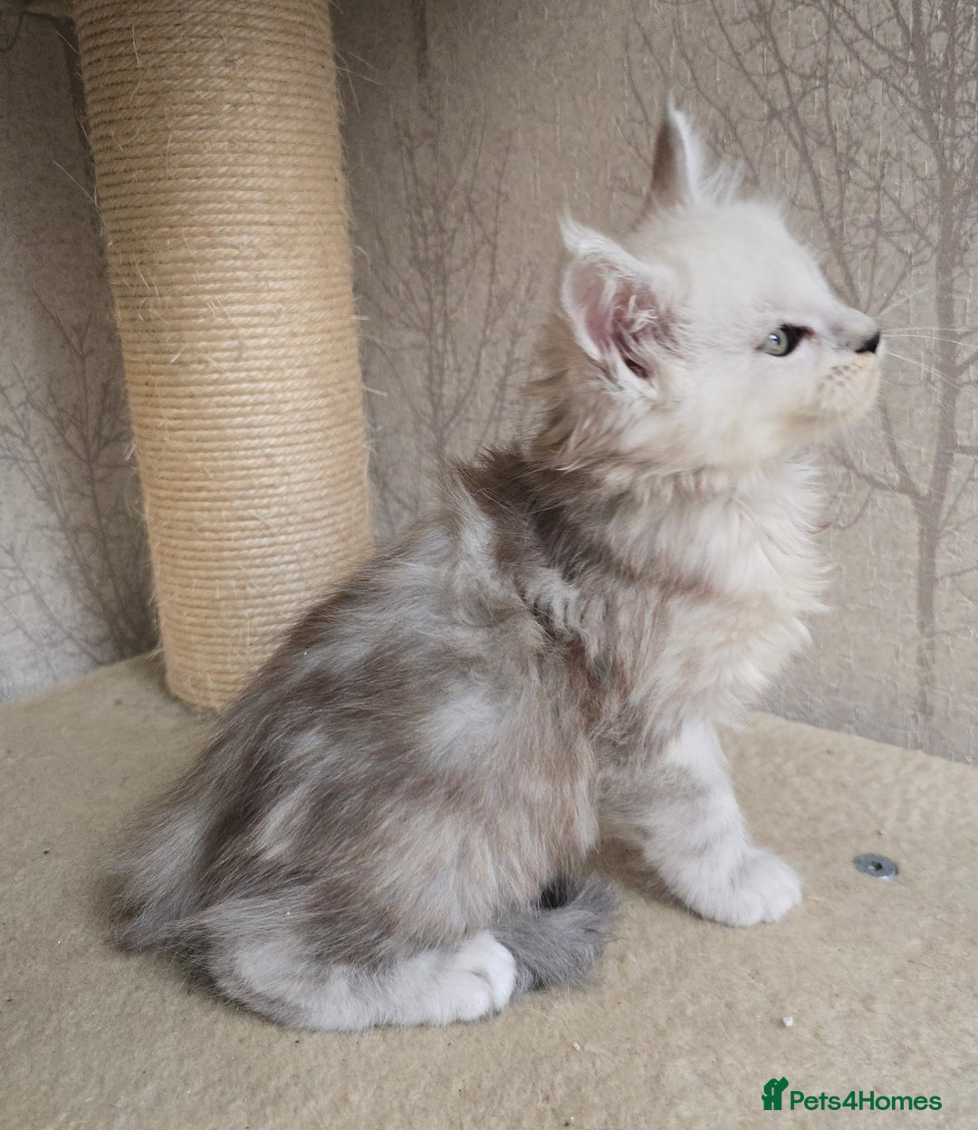 Maine Coon cats for sale: RARE Maine Coon Kittens Black Shaded  - Image 26
