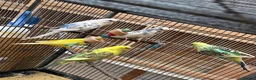 Budgerigars birds for sale: Young mixed coloured budgies for sale  - Advert 5