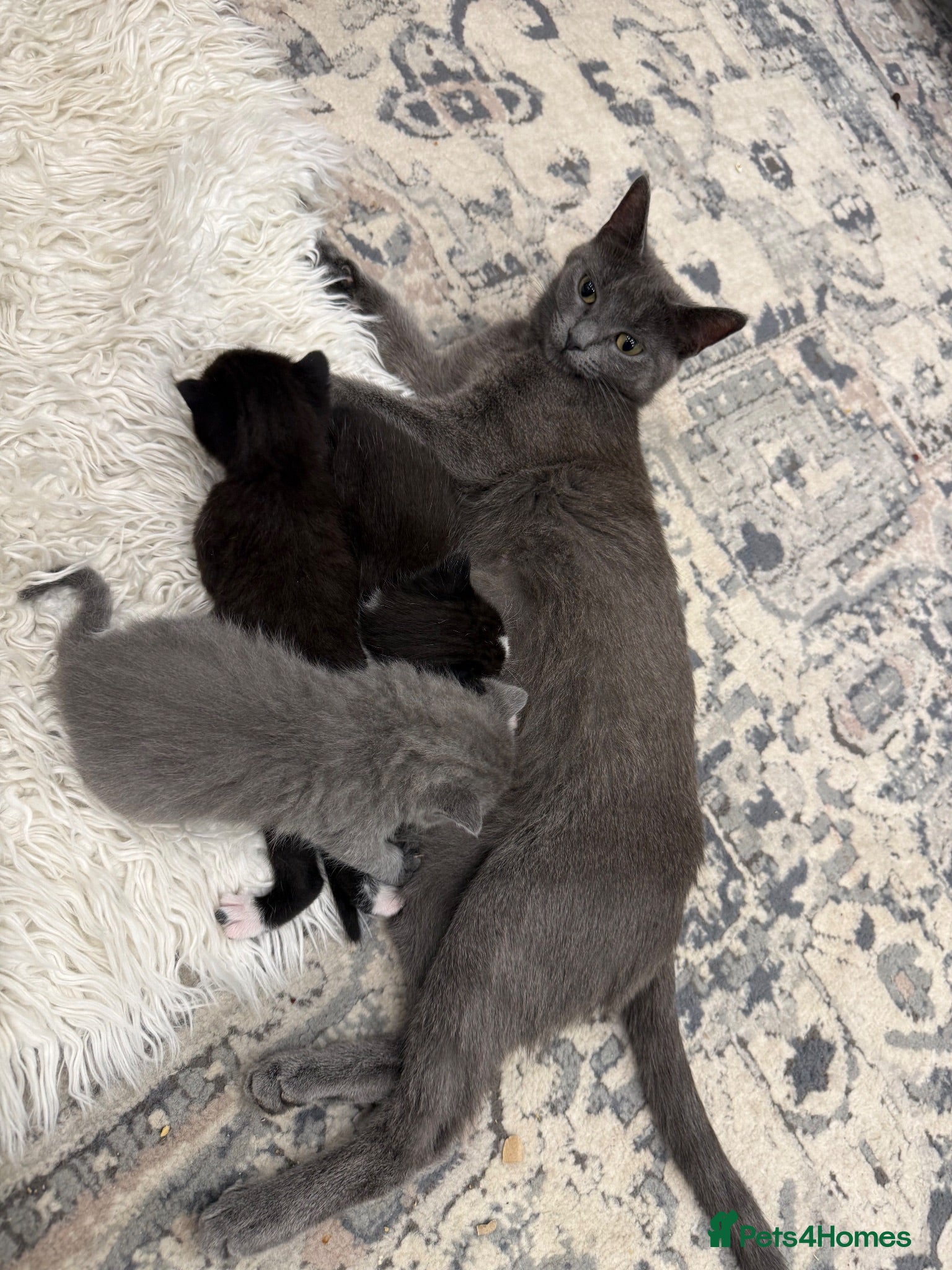 Mixed Breed cats 3 kittens adorable kitten for sale - Advert 17