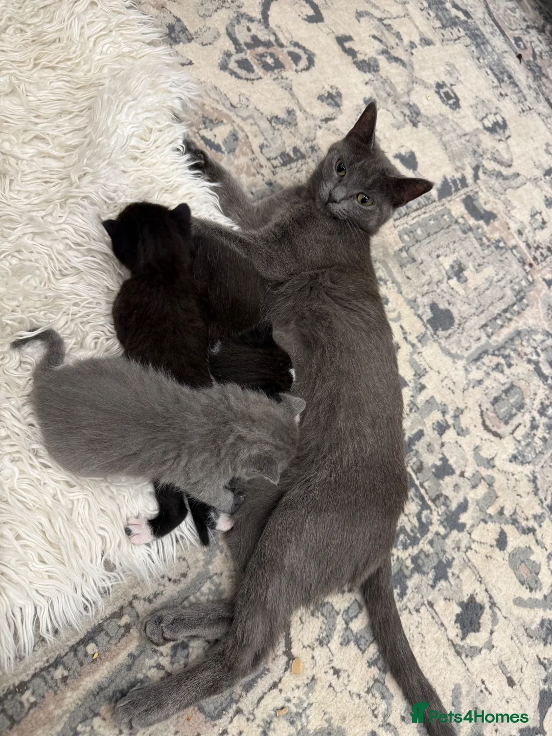 Mixed Breed cats for sale: 3 kittens adorable kitten for sale - Advert 1