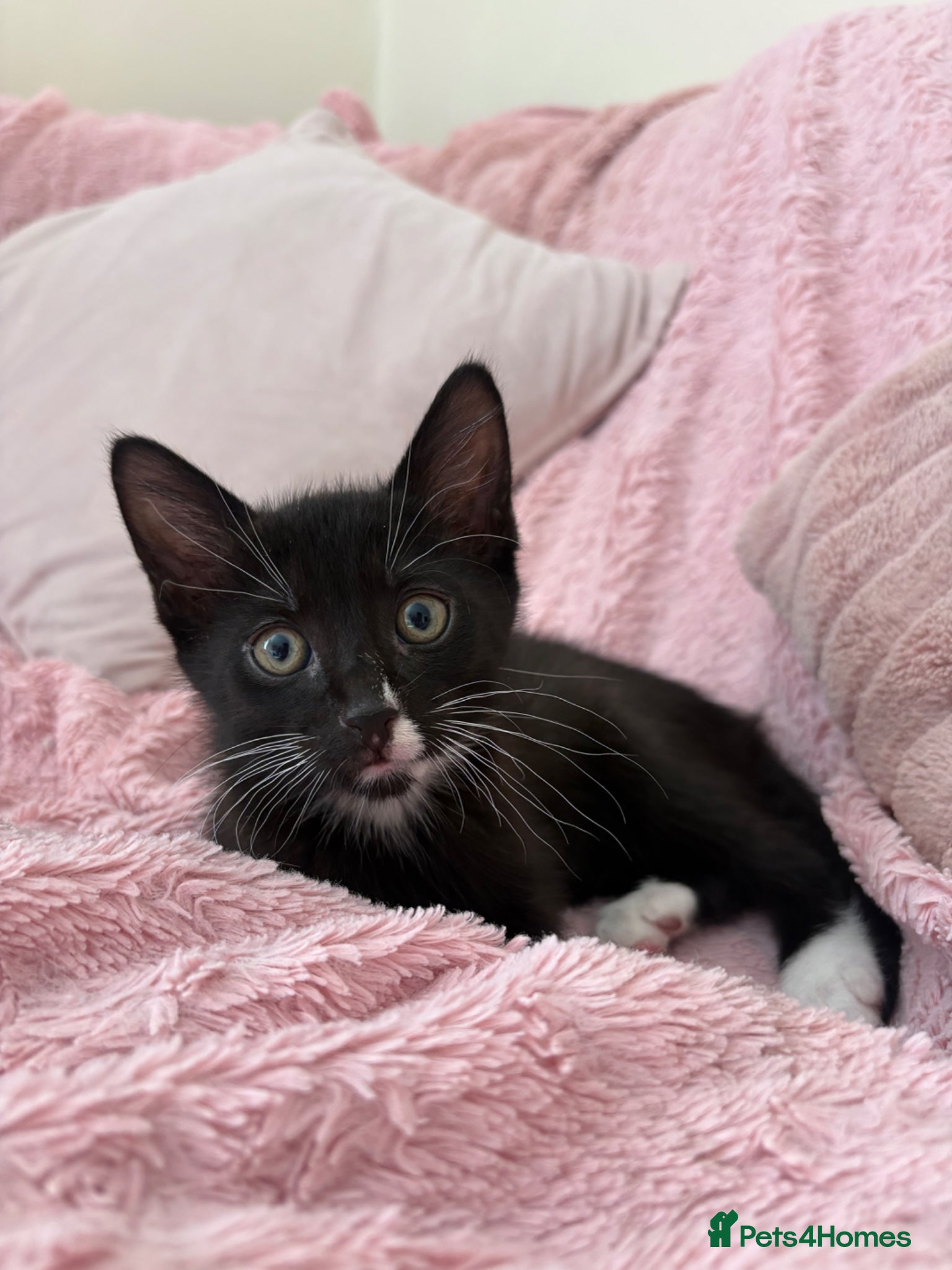 Mixed Breed cats Black Male Kitten  - Advert 15