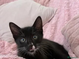 Mixed Breed cats Black Male Kitten - Advert 15